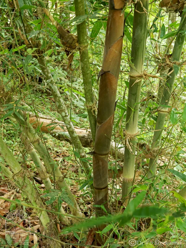 Dendrocalamus hamiltonii