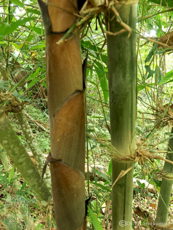 Dendrocalamus hamiltonii