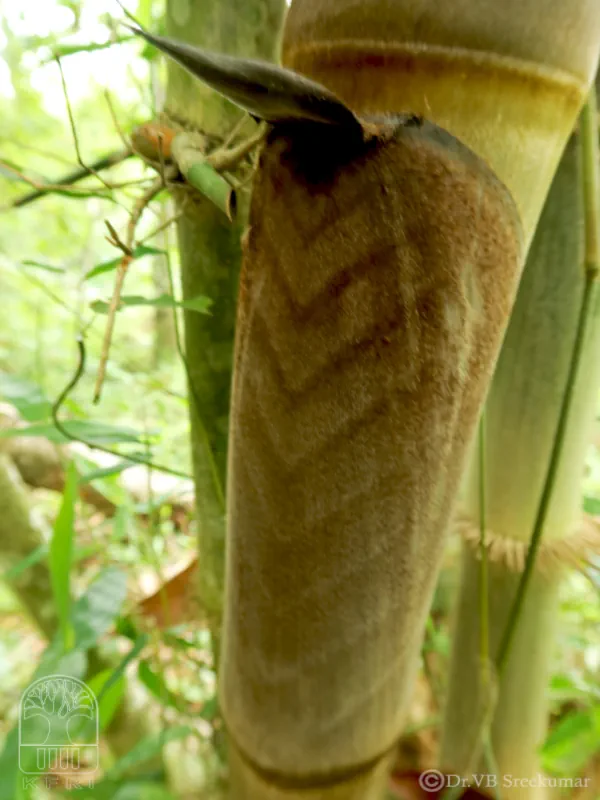 Dendrocalamus hamiltonii