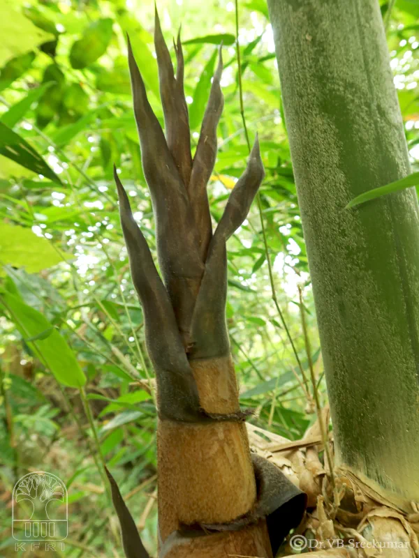 Dendrocalamus hamiltonii