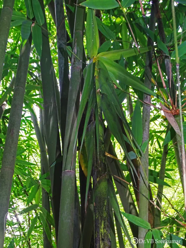 Dendrocalamus longispathus