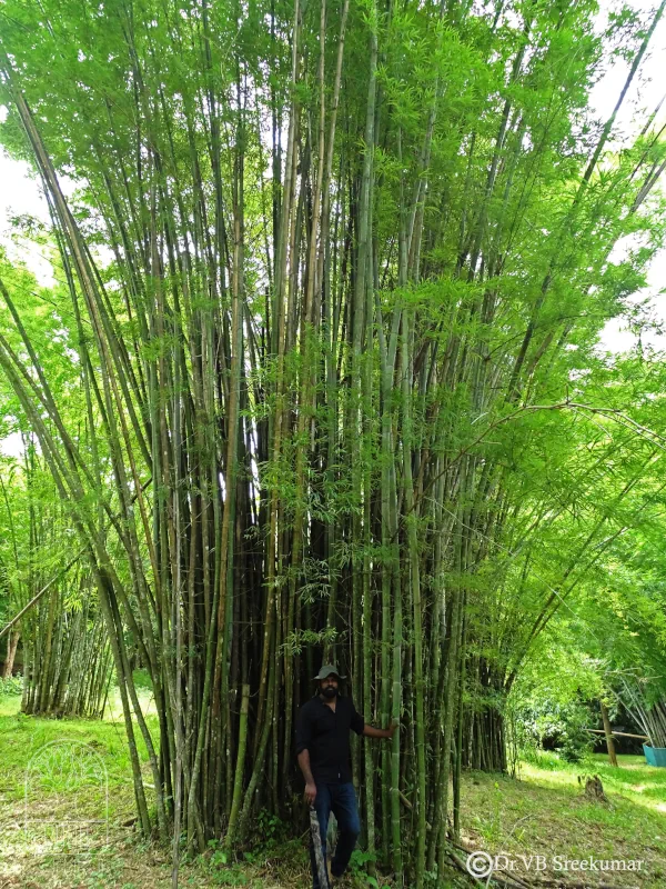 Dendrocalamus membranaceus