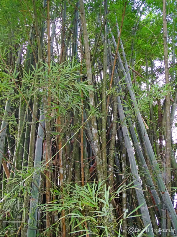 Dendrocalamus membranaceus