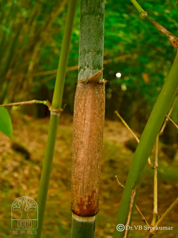 Dendrocalamus sikkimensis