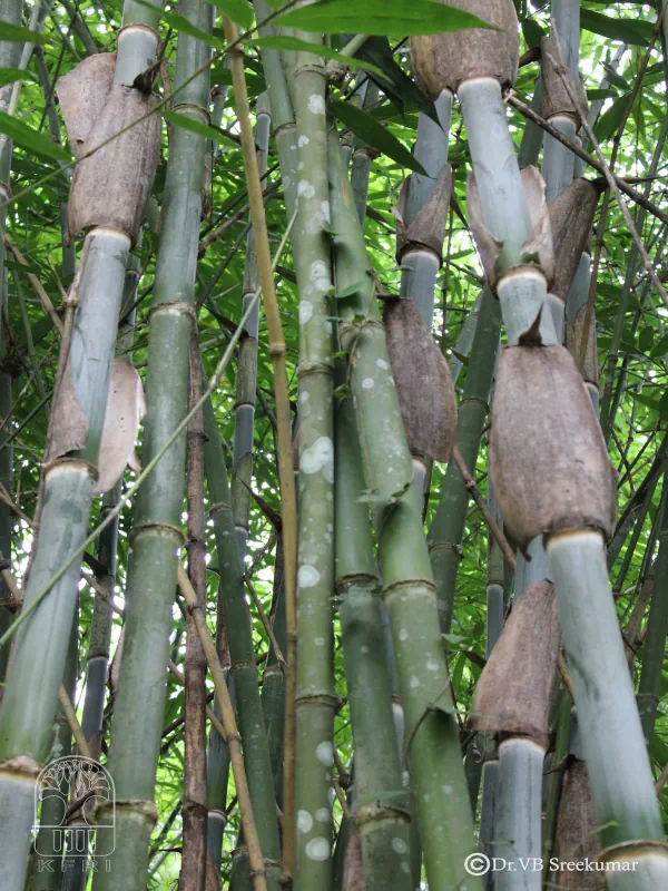 Dendrocalamus sikkimensis