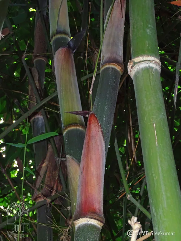 Dendrocalamus sikkimensis