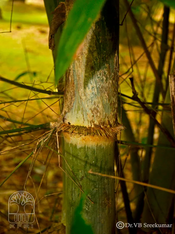 Dendrocalamus sikkimensis