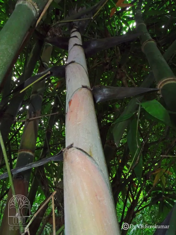 Dendrocalamus sikkimensis