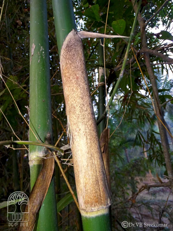 Dendrocalamus stocksii