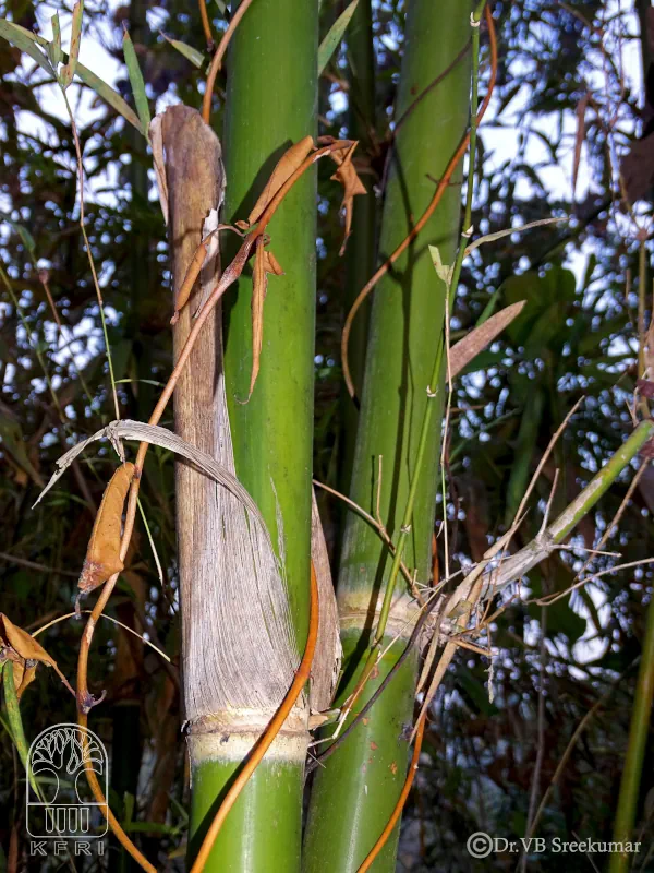 Dendrocalamus stocksii