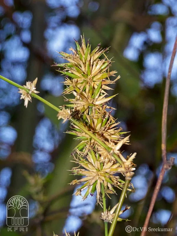 Dendrocalamus stocksii