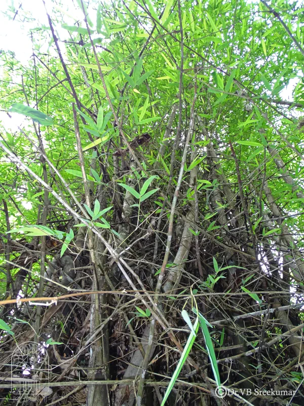 Dendrocalamus strictus