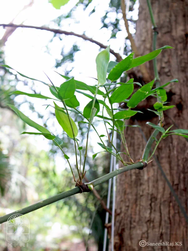 Dinochloa andamanica