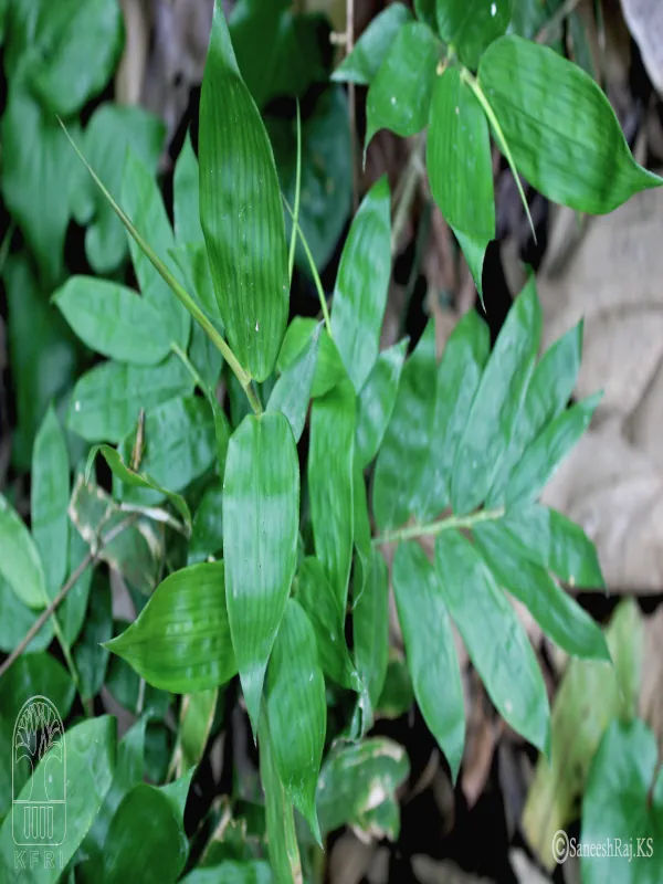 Dinochloa andamanica