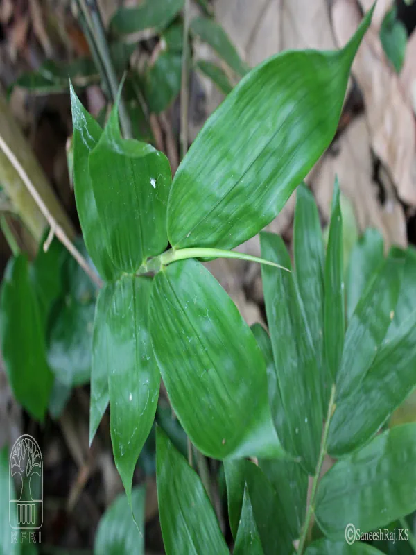 Dinochloa andamanica