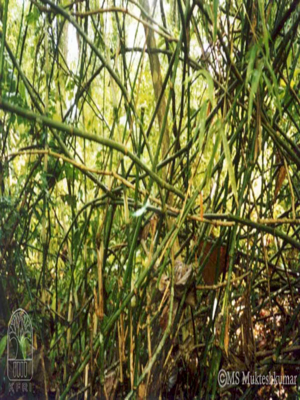 Dinochloa scandens