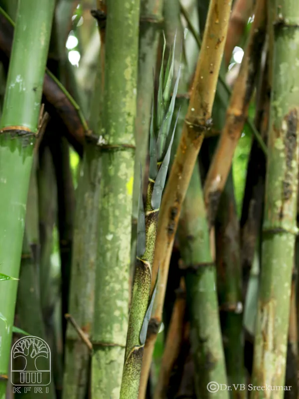 Gigantochloa albociliata