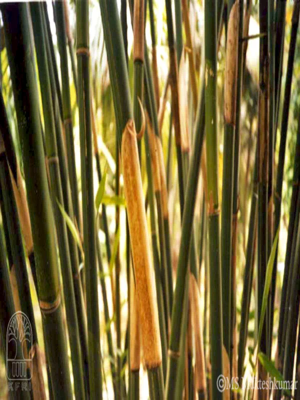 Gigantochloa andamanica