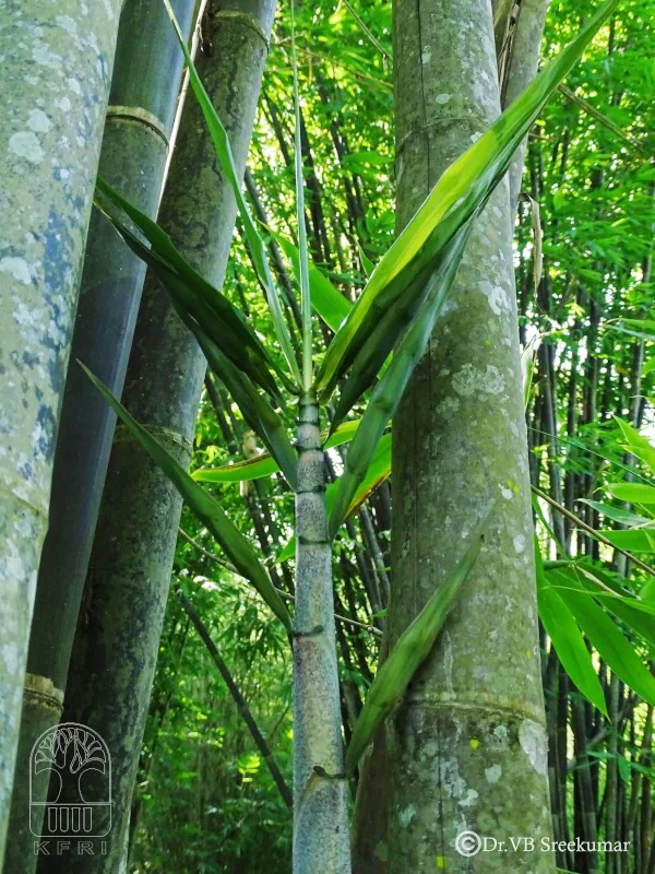 Gigantochloa atroviolacea