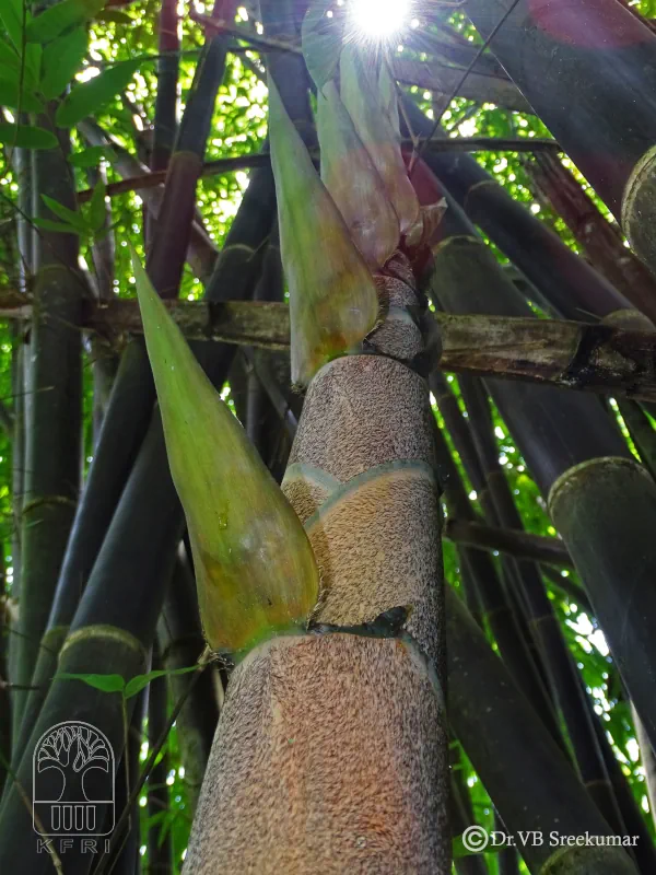 Gigantochloa atroviolacea