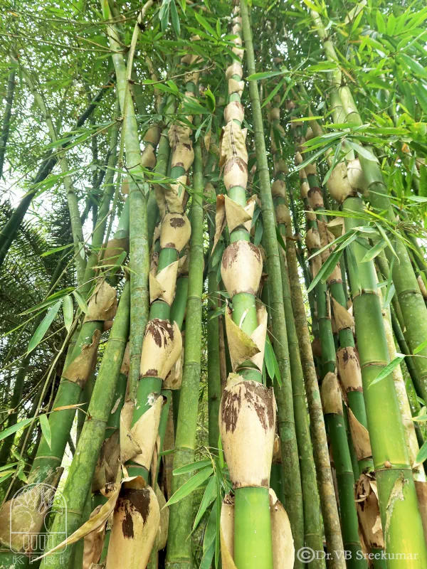 Gigantochloa nigrociliata