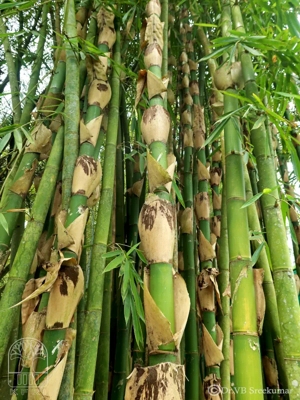 Gigantochloa nigrociliata