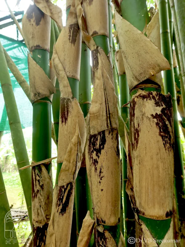 Gigantochloa nigrociliata