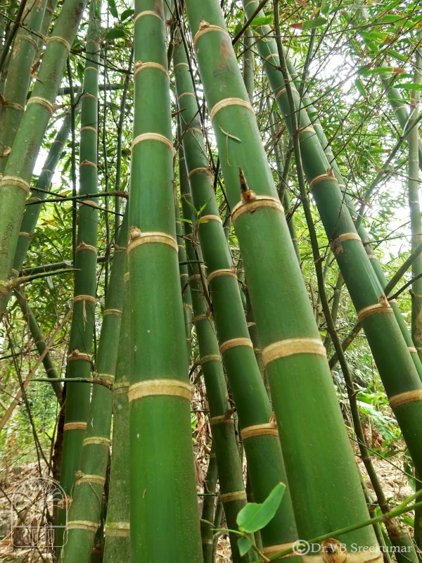 Guadua angustifolia