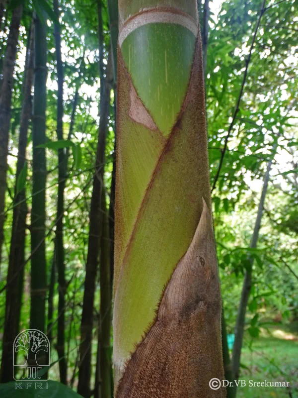 Guadua angustifolia