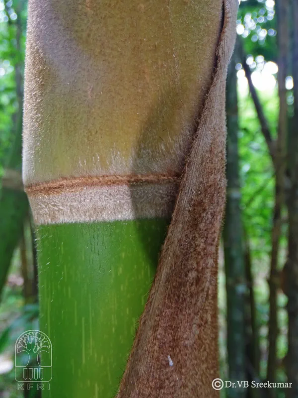 Guadua angustifolia