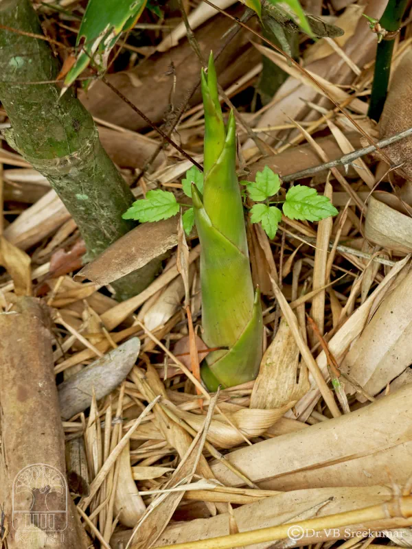 Guadua angustifolia