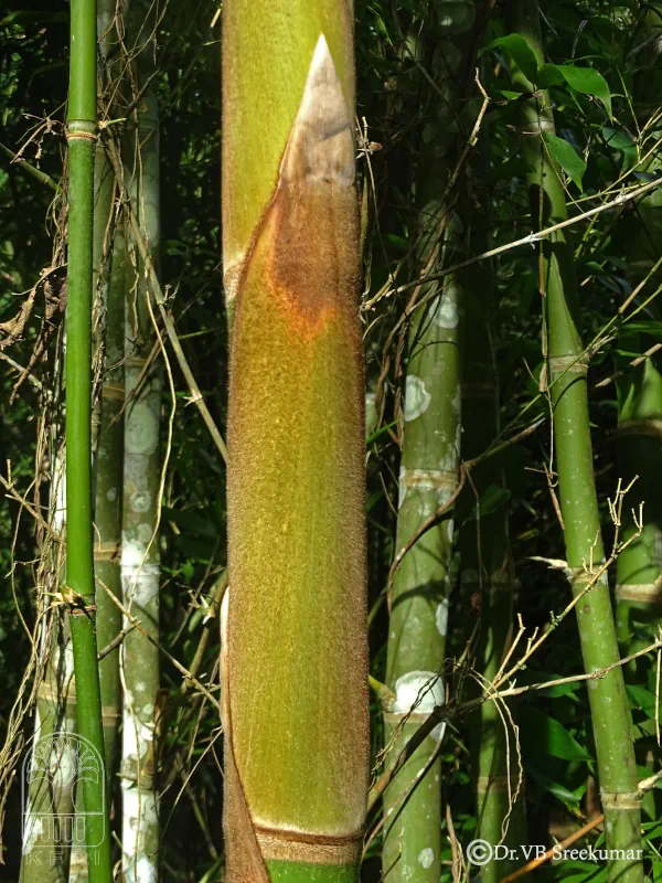 Guadua angustifolia