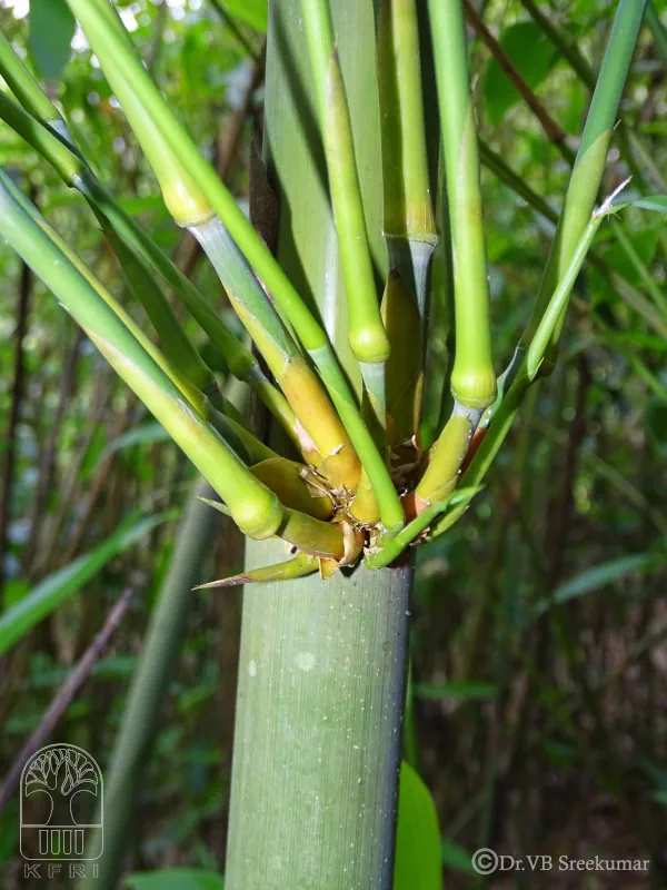 Melocanna baccifera