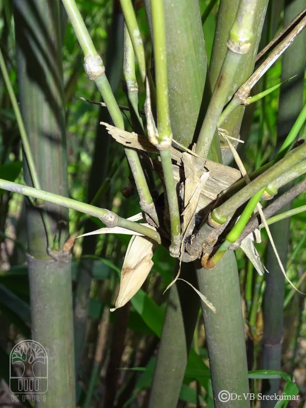 Melocanna baccifera