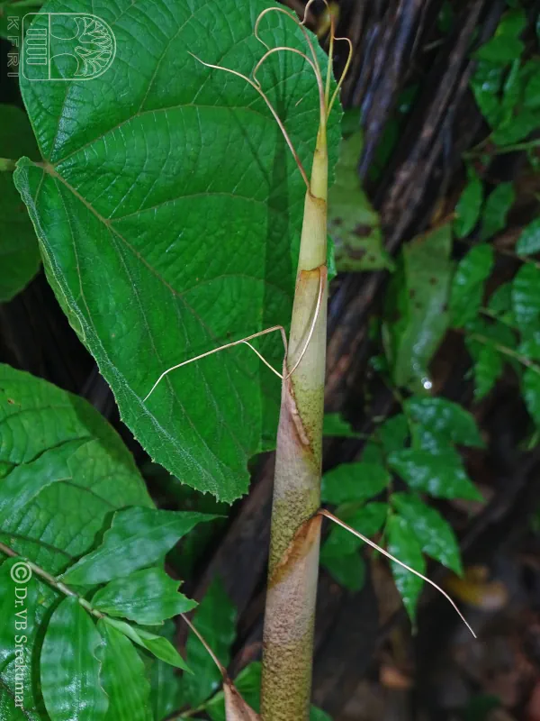 Ochlandra talbotii