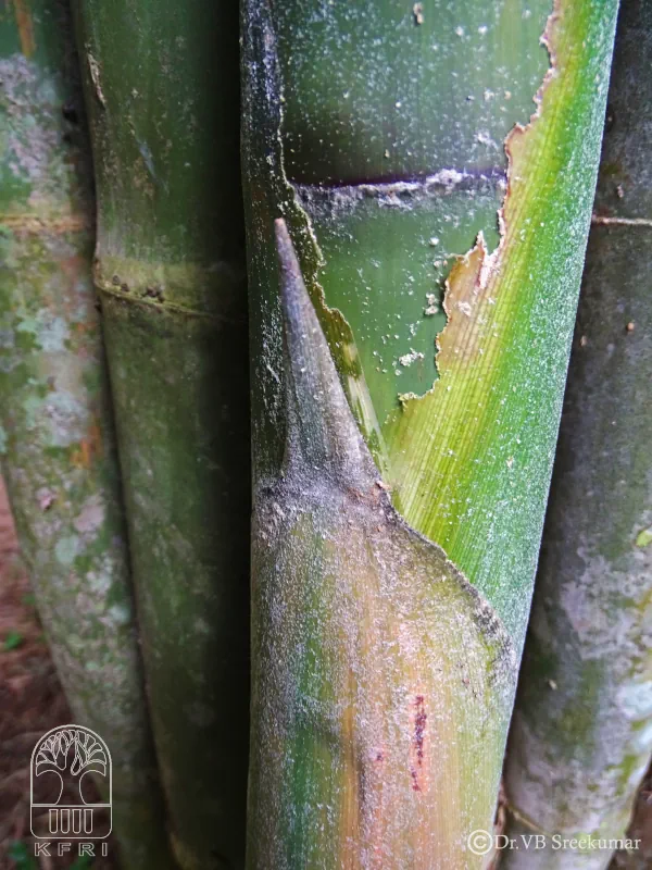 Thyrsostachys oliveri